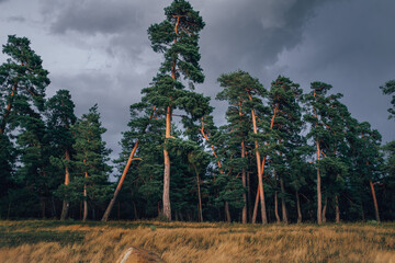 pine tree forest in Georgia, manglisi