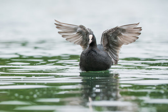 Un foulque macroule qui bat des ailes sur un &eacute;tang