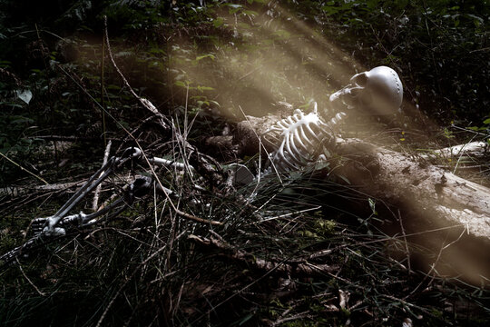 squelette humain en for&ecirc;t &eacute;clair&eacute; par un rayon de lumi&egrave;re