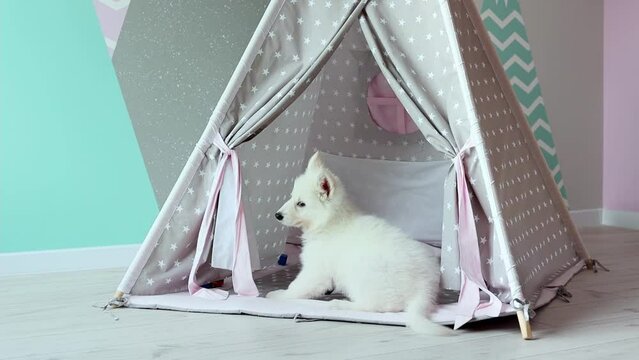 A White Swiss Shepherd puppy is playing mischievously in the children's room. A cute white puppy is playing in a children's wigwam in slow motion. Pets concept