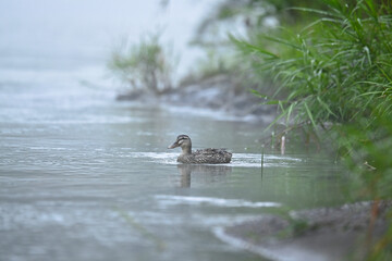 霧の中の川を泳ぐカモ