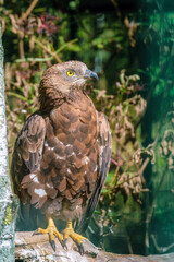 Honey buzzard close up. Diurnal predator bird of the hawk family of the hawk-like order.