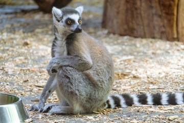 Lemur catta near the food bowl. Ring-tailed lemur stares intently to side.