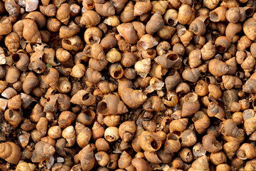 River Snail Shells on the River Bank.