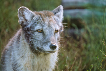 Portrait of arctic fox puppy. Small grey arctic fox stares intently to side. Wool in summer dark seasonal color.