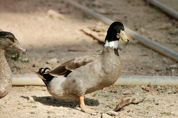 two ducks on the grass