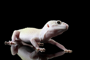 Fat-tailed geckos isolated on black background, leopard gecko lizard, eublepharis macularius	
