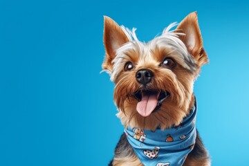 Lifestyle portrait photography of a funny yorkshire terrier wearing a bandana against a sky-blue background. With generative AI technology