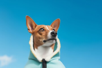 Photography in the style of pensive portraiture of a happy basenji dog wearing a halloween costume against a sky-blue background. With generative AI technology