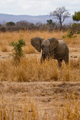 Fototapeta premium elephants in the savannah