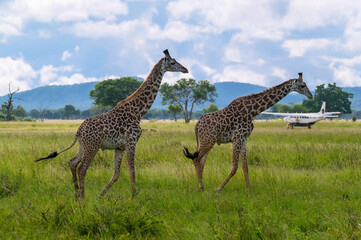 giraffe in serengeti national park