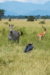zebra and antelope in the savannah