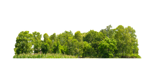 Group green tree isolate on transparent background. png file. Cutout tree line. Row of green trees and shrubs in summer isolated on white background. ForestScene. Forest and green foliage.