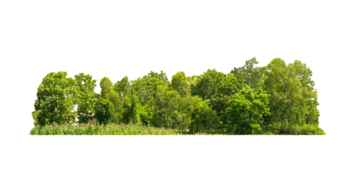 Fototapete Rund Bäume Group green tree isolate on transparent background. png file. Cutout tree line. Row of green trees and shrubs in summer isolated on white background. ForestScene. Forest and green foliage.  © Puttachat