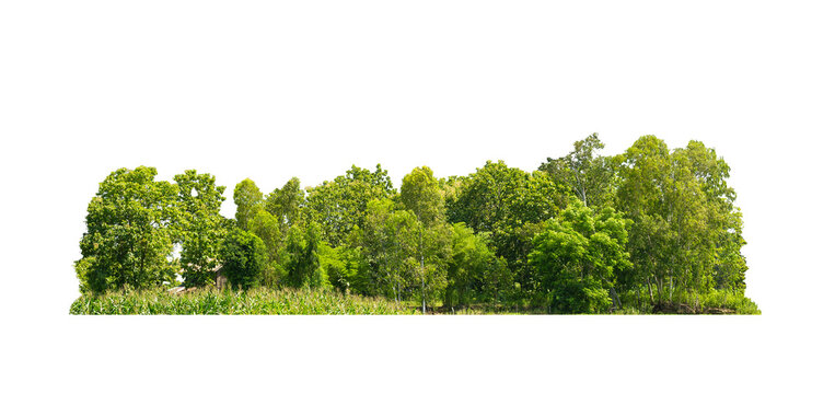 Fototapeta Group green tree isolate on transparent background. png file. Cutout tree line. Row of green trees and shrubs in summer isolated on white background. ForestScene. Forest and green foliage.