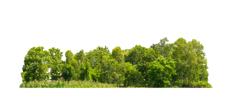 Group green tree isolate on transparent background. png file. Cutout tree line. Row of green trees and shrubs in summer isolated on white background. ForestScene. Forest and green foliage.