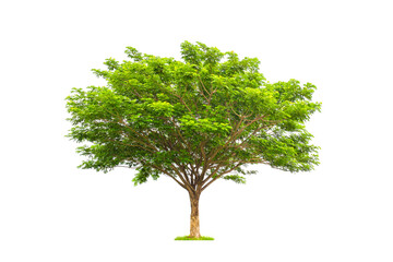 Fototapeta premium Tree on transparent background. png file. Large trees database Botanical garden organization elements of Asian nature in Thailand, tropical trees isolated used for design, advertising and architecture