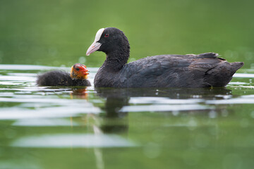 Un foulque et son petit sur un étang