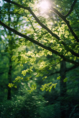 Fototapeta premium Sunlight in a Lush Green Forest,sun rays in the forest,sun rays through the forest