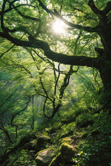 Fototapeta premium Sunlight in a Lush Green Forest,sun rays in the forest,sun rays through the forest