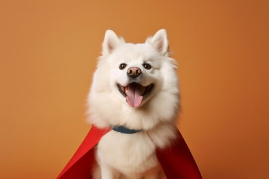 Medium shot portrait photography of a smiling american eskimo dog wearing a superhero cape against a warm taupe background. With generative AI technology