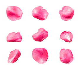 Set of 9 pure pink color rose petals on a white background or transparent
