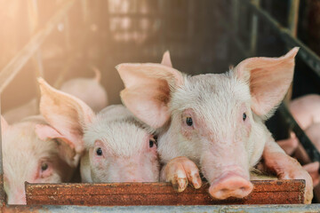 Piglet farming industry fattening pigs for consumption of meat , Pork is the food of the world's population.