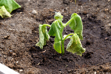 Spoiled cucumber, dry season. Ecological threat in agriculture. Spoiled food. Selective focus
