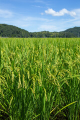 夏の田園風景 鳥取県 郡家町