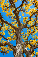 Yellow ipe flowers, against blue sky, winter in Brasilia. Flowers of the Brazilian cerrado.