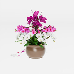 Purple orchids, white orchids planted in a pot on white background	
