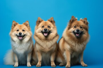 Group portrait photography of a funny finnish spitz wearing a paw protector against a periwinkle blue background. With generative AI technology