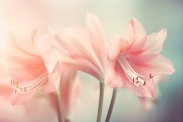 Blurred pink amaryllis, pastel background. Floral wallpaper, cosmetic ad or web cover. Generative AI