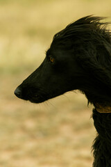 Taigan dog in Kyrgyzstan