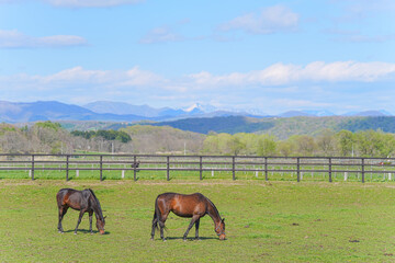 サラブレッド銀座