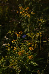 flowers in the woods