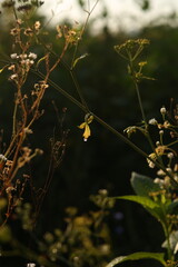 autumn leaves in the sun