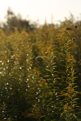 grass in the morning