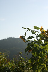 flowers of blue sky