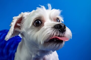 Medium shot portrait photography of a funny maltese wearing a dinosaur costume against a royal blue background. With generative AI technology