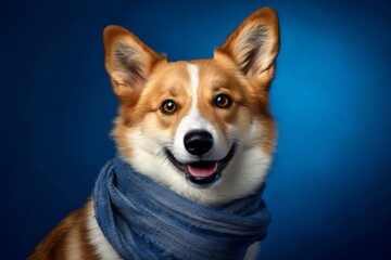 Medium shot portrait photography of a happy norwegian lundehund wearing a warm scarf against a royal blue background. With generative AI technology - obrazy, fototapety, plakaty