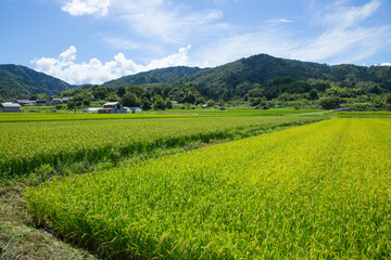 夏の田園風景 鳥取県 郡家町