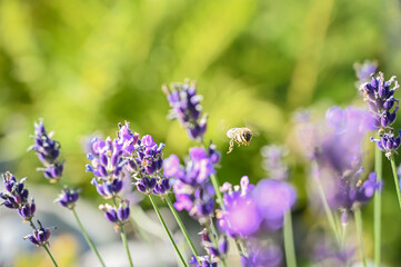 bee on a beautiful purple flower in amazing garden