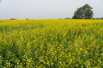 Obraz premium Yellow canola fields reach peak bloom in summer. 