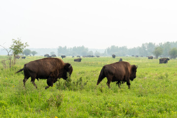 Plains bisons (Bison bison bison) at Elk Island National Park in Alberta, Canada, Canada. Elk Island National Park is one of the best places to see bison. 