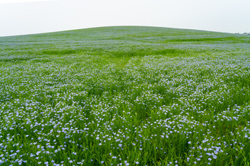 Obraz premium Blooming flax (Linum usitatissimum) field in Summer. Canada. 