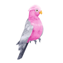 Pink gray Galah cockatoo isolated on white background. Australian tropic parrot bird hand drawn illustration