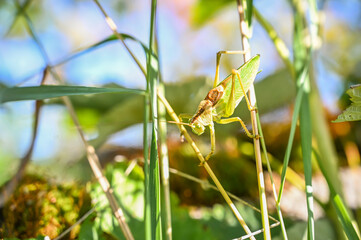 grasshopper in the amazing meadow