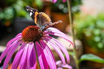 Red admiral butterfly on a Echinacea Purpurea