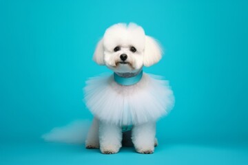 Photography in the style of pensive portraiture of a cute bichon frise wearing a tutu skirt against a turquoise blue background. With generative AI technology
